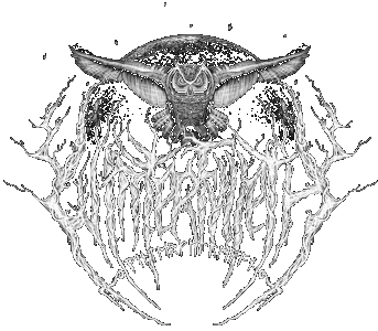 Winterfylleth