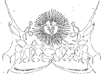 Poccolus