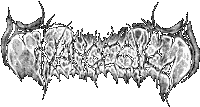Tvangeste